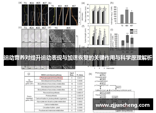 运动营养对提升运动表现与加速恢复的关键作用与科学原理解析